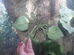 Sterculia quadrifida