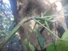Sterculia quadrifida