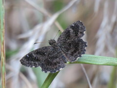 Staphylus hayhurstii