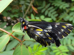 Catasticta teutila flavomaculata