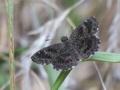 Staphylus hayhurstii