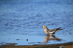 Nymphicus hollandicus