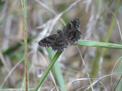 Staphylus hayhurstii