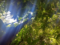 Zanthoxylum rhoifolium