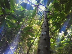 Zanthoxylum rhoifolium