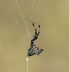 Philoponella congregabilis