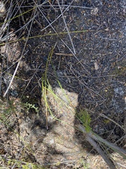 Acacia tetragonocarpa