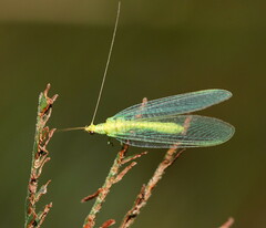 Apertochrysa edwardsi