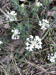Pimelea humilis