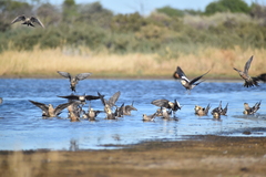 Nymphicus hollandicus