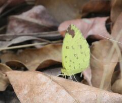 Eurema hecabe solifera