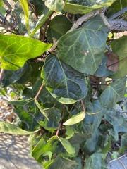 Hedera