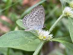 Pseudozizeeria maha okinawana