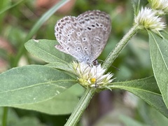 Pseudozizeeria maha okinawana