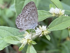 Pseudozizeeria maha okinawana