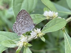 Pseudozizeeria maha okinawana