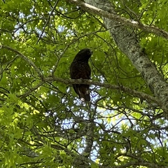 Nestor meridionalis septentrionalis