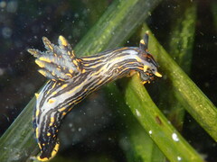 Polycera atra