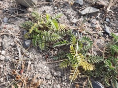 Sibbaldianthe bifurca