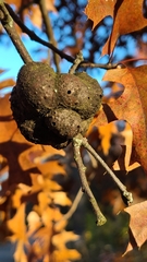 Callirhytis quercuspunctata