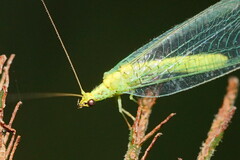 Apertochrysa edwardsi