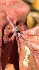 Andricus quercusutriculus