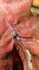 Andricus quercusutriculus