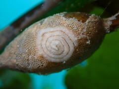 Corambe pacifica
