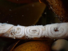 Corambe pacifica