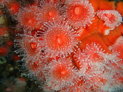 Corynactis californica