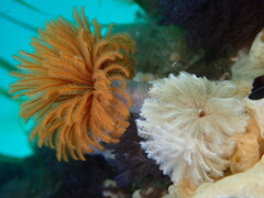 Eudistylia polymorpha