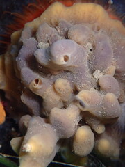 Porifera