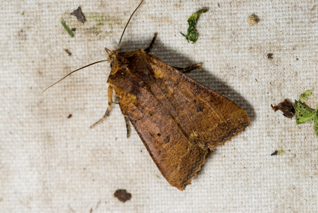 Rhynchaglaea taiwana