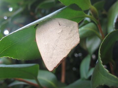 Curetis acuta paracuta