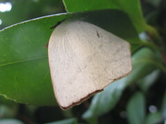 Curetis acuta paracuta