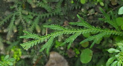 Selaginella repanda