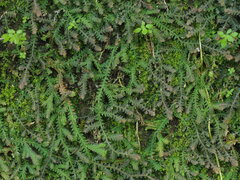 Selaginella repanda