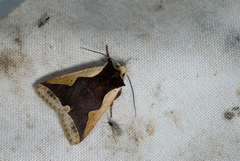 Rhynchaglaea hemixantha