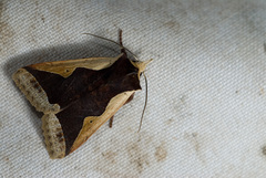 Rhynchaglaea hemixantha