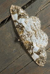 Alcis admissaria