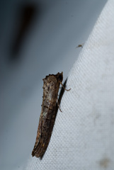 Lophoptera longipennis