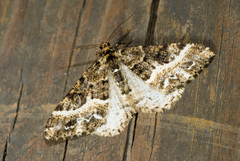 Harutalcis fumigata