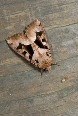 Clavipalpula aurariae