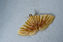Pagyda auroralis