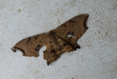 Dysaethria suisharyonis