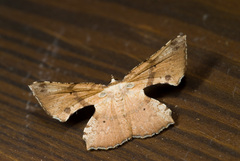 Corymica deducta