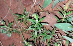 Polypremum procumbens