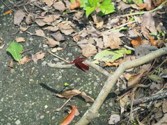 Neurothemis taiwanensis