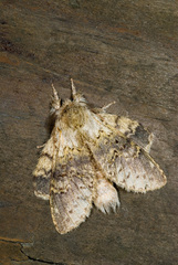 Stauropus sikkimensis