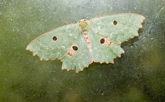 Chlorodontopera taiwana